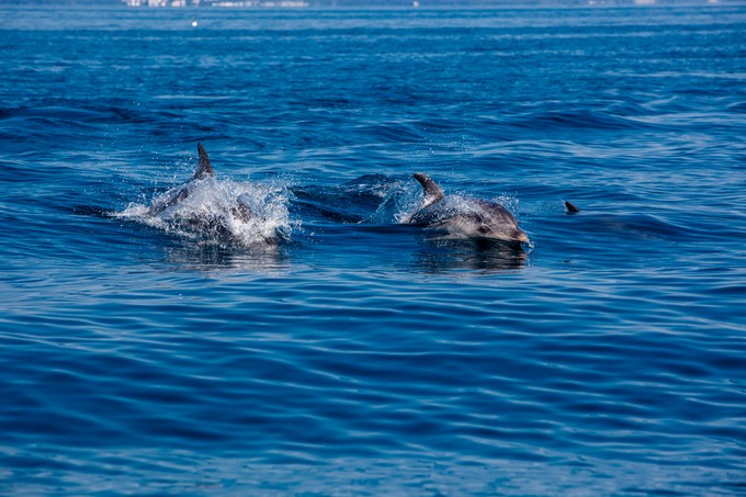 Zwischen Cres und Lošinj leben rund 200 große Tümmler
