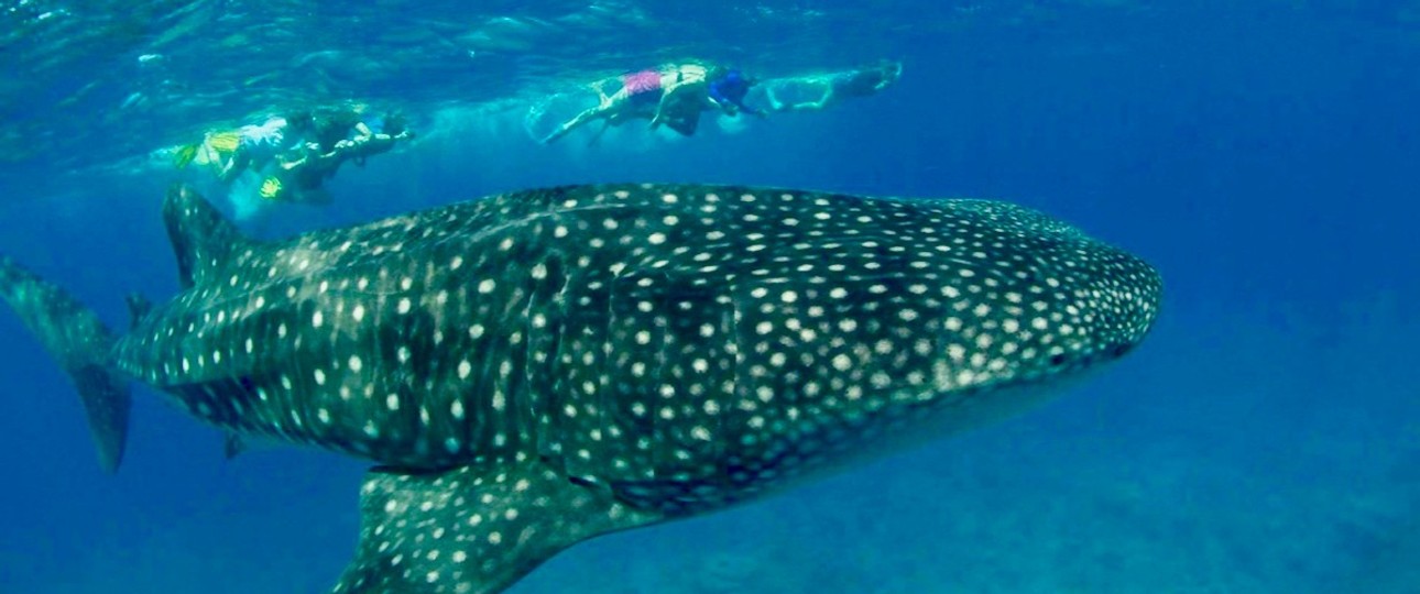 Walhaie sind regelmäßig im Süd-Ari-Atoll anzutreffen