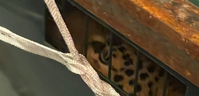 Der Leopard im Reisekäfig.