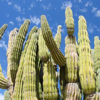 Große Kakteen sind typisch für Baja California