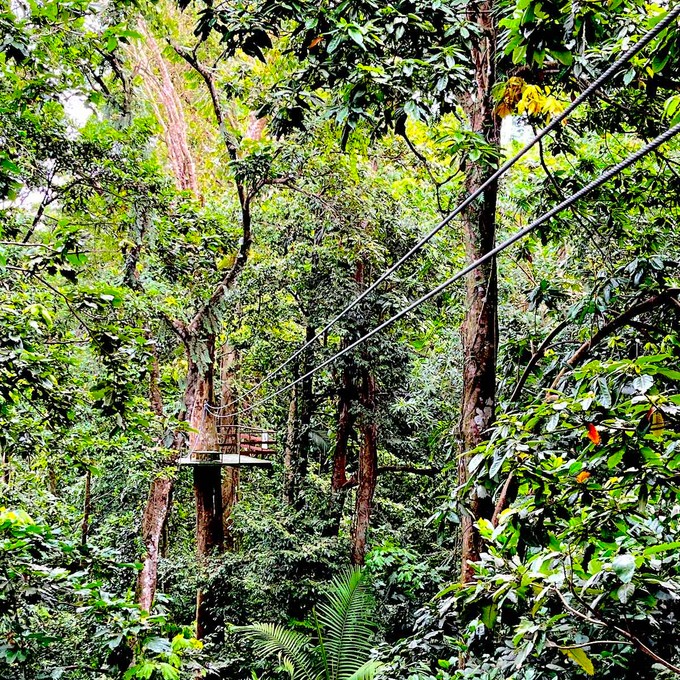 St Lucia Rainforest-Ziplining