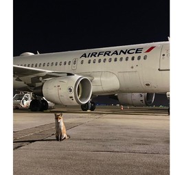 Der zutrauliche Fuchs von Orly