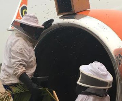 Imker bei der Arbeit: Die Bienen wurden sicher entfernt.
