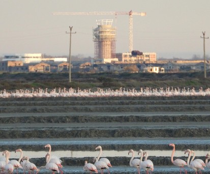 Flamingos, Flughafen-Baustelle in Vlora: Das Projekt verzögert sich weiter.