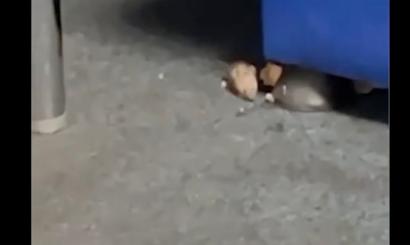 Mäuse plagen Ryanair-Crews am Flughafen Manchester