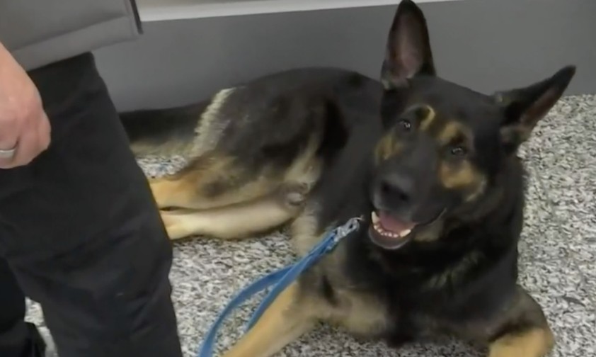 Hunde erkennen mit Corona infizierte Passagiere