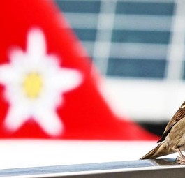 Zwei Vögel, einer davon gehört Edelweiss Air: Die Fluglinie wächst rasant.