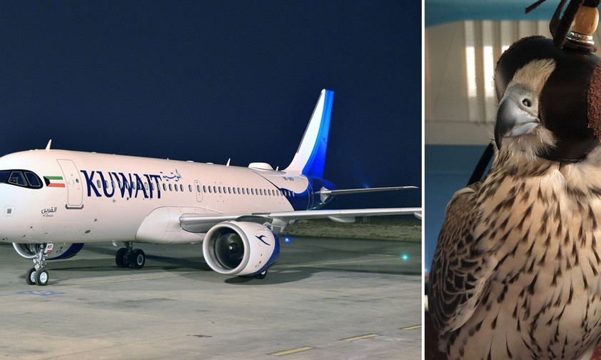 Jet von Kuwait Airways und Falke beim Transport: Einsatz gegen andere Vögel.