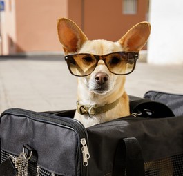 Auf was man achten muss, wenn Tiere an Bord mitreisen