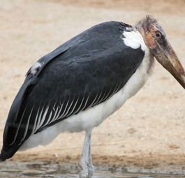 Marabu: Wegen seiner Gestalt auch Bestatter genannt.