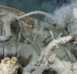 Bild des Wracks: Aggressive Quaggamuscheln haben es in 210 Meter Tiefe geschafft.