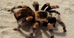 Vogelspinne: Der Biss ist nicht gefährlich und schon gar nicht tödlich.