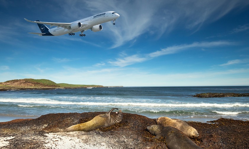Robben an einem Strand auf Falkland: Verwirrung um Ausweichflughafen.