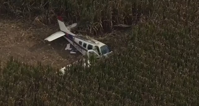 Die abgestürzte Beechcraft im Maisfeld: Alle vier Personen haben überlebt.
