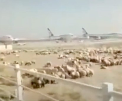 Schafe stürmen Flughafen Teheran