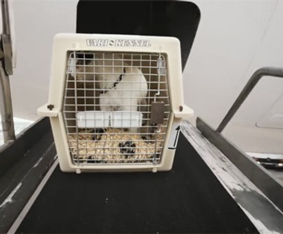Hund auf dem Weg in den Frachtraum: Bei Delta nicht mehr erlaubt.