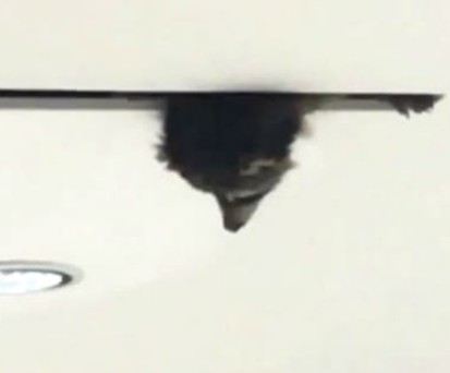 Niedliches Willkommen in Toronto