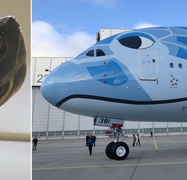 Die Schildkröte von der Piste und der A380: Das riesige Flugzeug ...