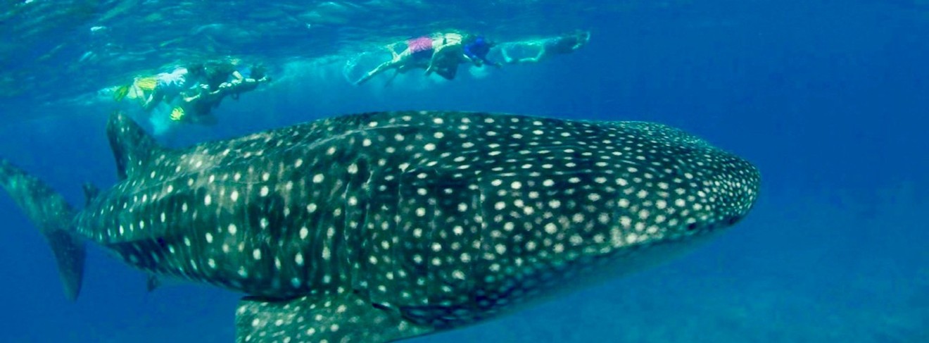 Walhaie sind regelmäßig im Süd-Ari-Atoll anzutreffen c 