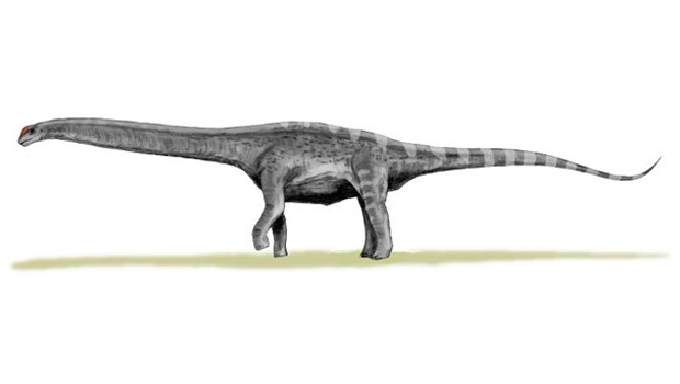 Noch größer war wohl der Argentinosaurus huinculensis. Er gilt als eines der größten bekannten Landtiere der Erdgeschichte mit einer Länge von bis zu 36 Metern und einem Gewicht von rund 74 Tonnen.