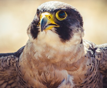 Wanderfalke: Zwei dieser Vögel sind bei Boeing zuhause.