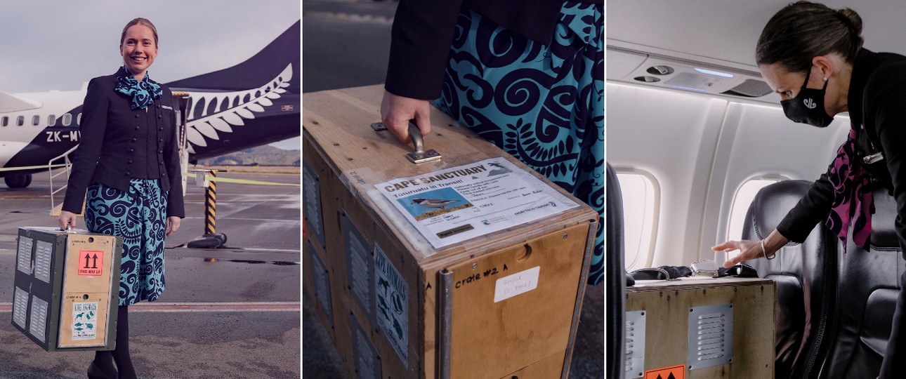 Flugbegleiterin Annalise Michie mit der Transportbox der Tūturuatus: Wichtige Umsiedelung.