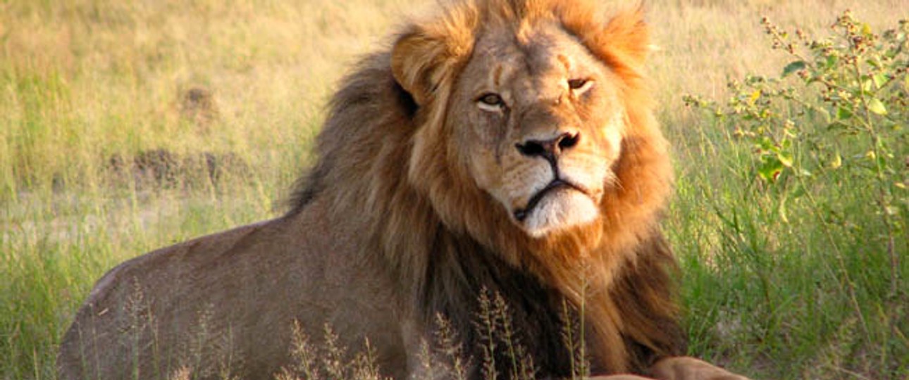 Der Löwe Cecil: Sein Tod erregte weltweit Aufsehen.