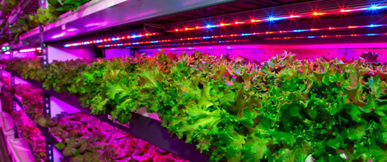 Vertical Farming: So will Emirates Blattgemüse anbauen.