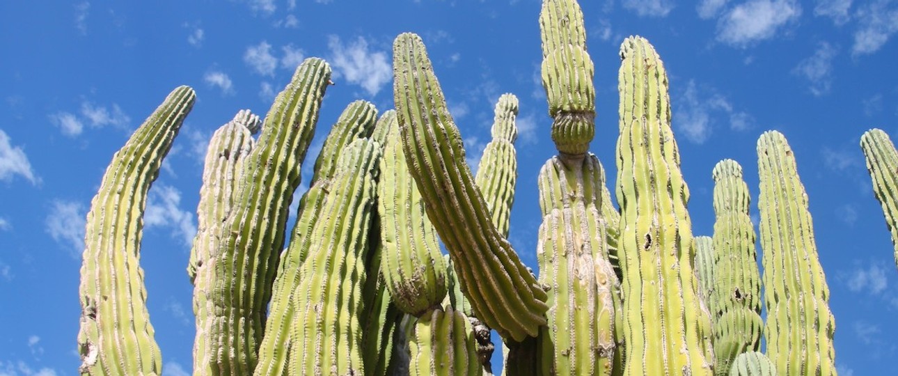 Große Kakteen sind typisch für Baja California