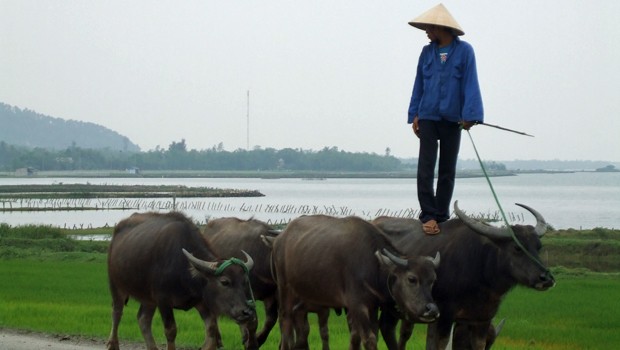 8. Rang: Vietnam, 16,1 Millionen Passagiere 2011, Wachstum 12 Prozent - Bauer mit Wasserbüffeln.
