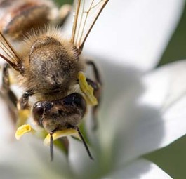 Biene: Kleines Tier mit großer Wirkung.