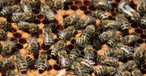 Bienenschwarm nimmt Passagiere als Geisel