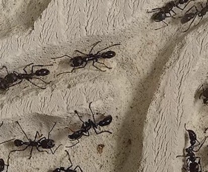 Ameisen-Invasion in Jet von United