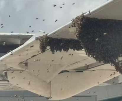 Bienenschwarm lässt Fluggäste 90 Minuten lang nicht aussteigen