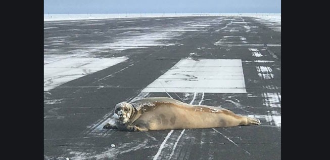 Bartrobbe: Das Tier musste auf einen Schlitten gerollt und weggefahren werden.