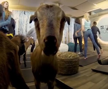 Vor dem Abflug schnell mit Ziegen Yoga machen