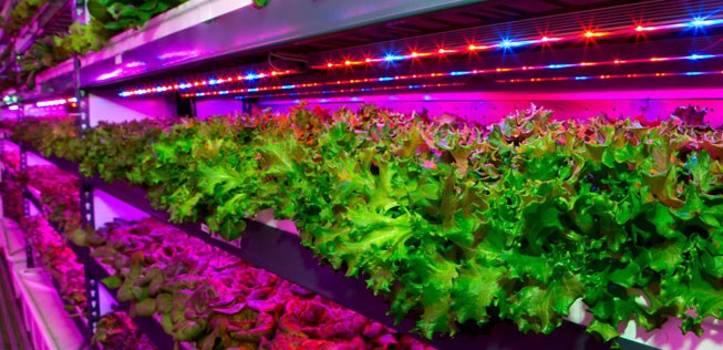 Vertical Farming: So will Emirates Blattgemüse anbauen.