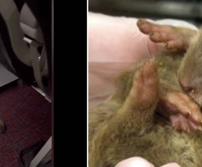 Fund an Bord eines Vietjet-A320: Der Babyotter ist nur eines von etwa 30 geschmuggelten Tieren.