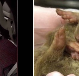Fund an Bord eines Vietjet-A320: Der Babyotter ist nur eines von etwa 30 geschmuggelten Tieren.