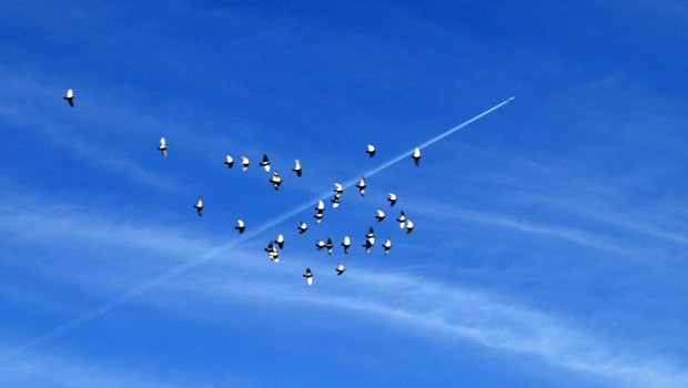 Vogelschwarm: Die Airbus-Flieger sollen Vögel akustisch und visuell abschrecken.