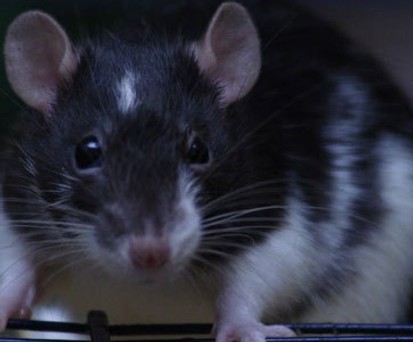 Ratte: Jagte den Behörden einen Schreck ein.