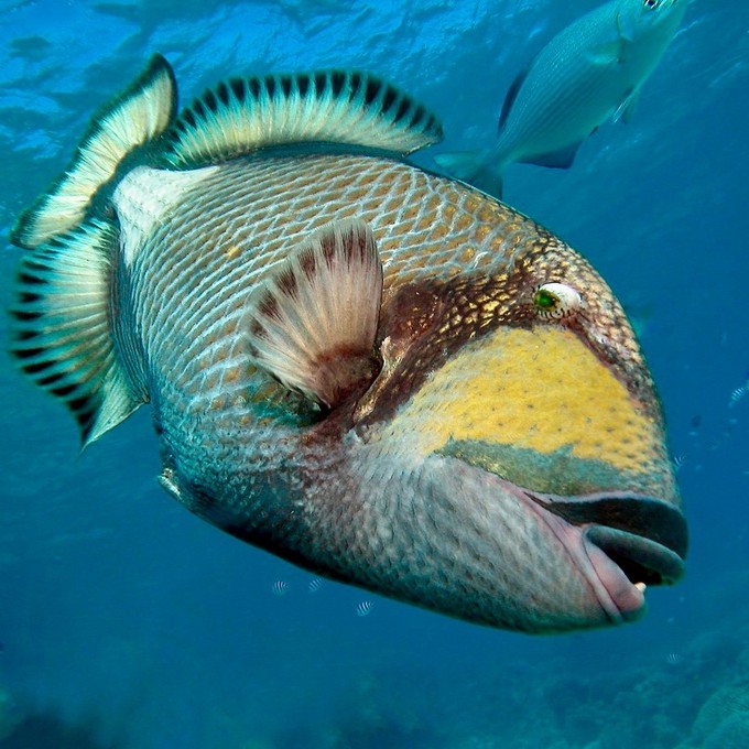 Drückerfisch