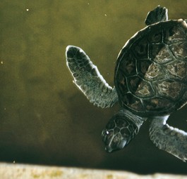 Small turtle: According to the Dutch authorities, there was too little space for the animals on board.