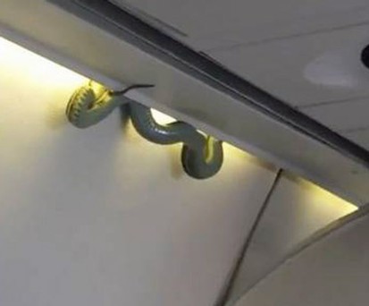 Schlange kriecht während Flug in Kabine