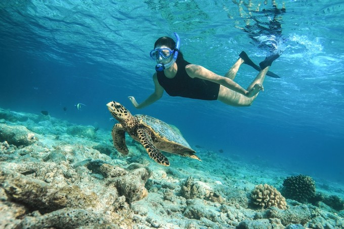 Baros Maldives Schnorcheln Hausriff Schildkröte