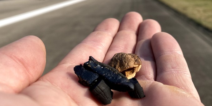 Am Pistenrand gefundene, kleine Gummistücke und eine Walnussschale. Krähen lassen die Nüsse auf die Piste fallen, damit diese aufplatzen.