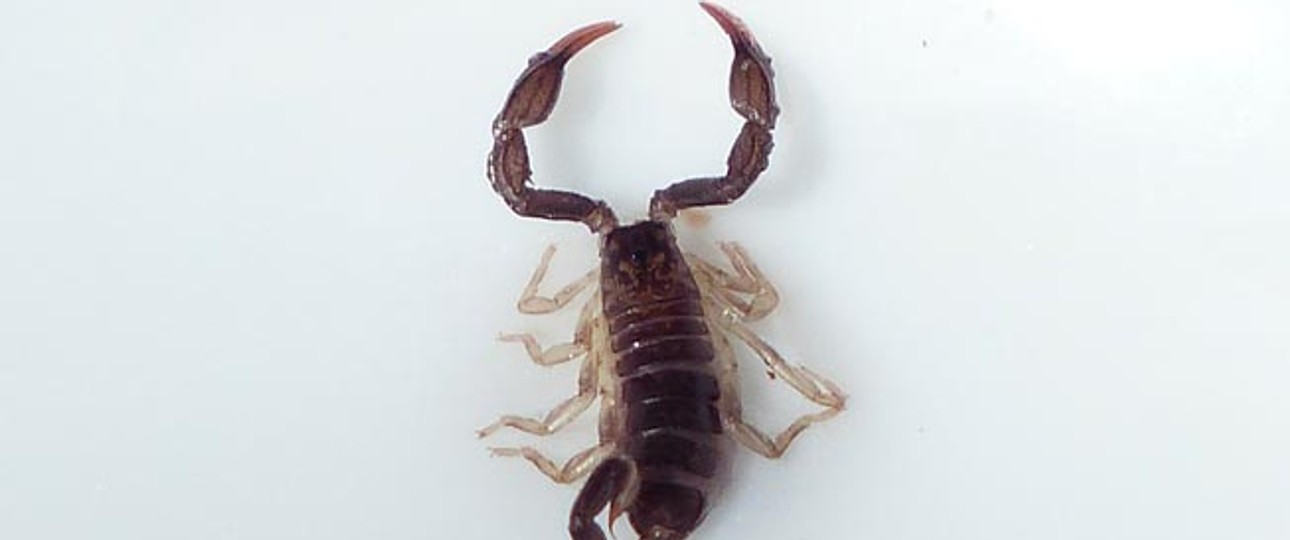 Skorpion (Archivbild): Kein beliebter Mitreisender.
