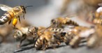 Bienen: Reise mit tragischem Ende.