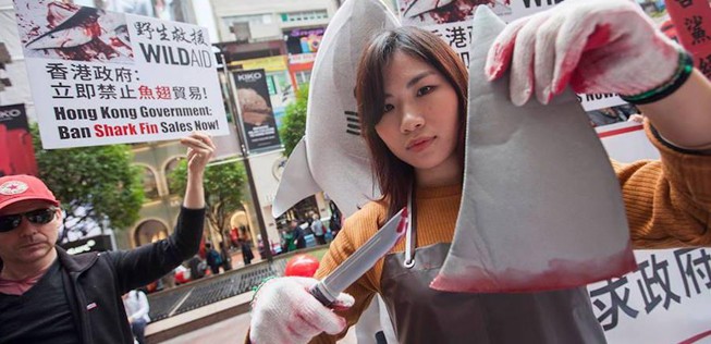 Tierschützer protestieren gegen die Verwendung von Haiflossen: Der Fischfang ist nicht nachhaltig.