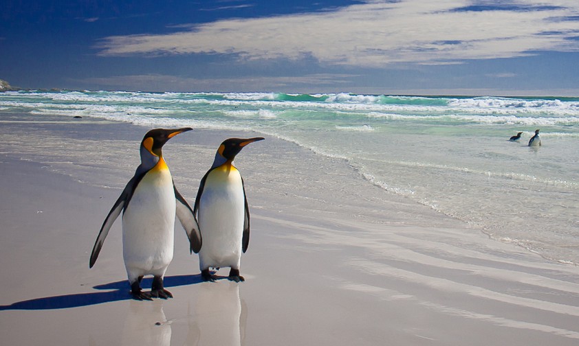 Pinguine auf den Falklandinseln: Dort kommen selbst Flugbegleiter nicht oft hin.